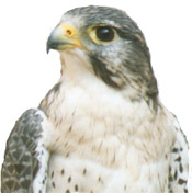 peregrine falcon in profile