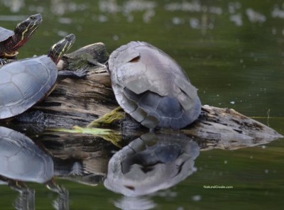 Turtle Shed