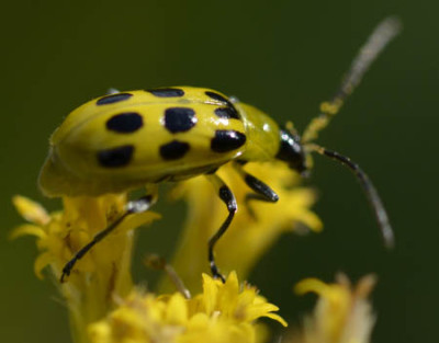 grow your own beetle just add water