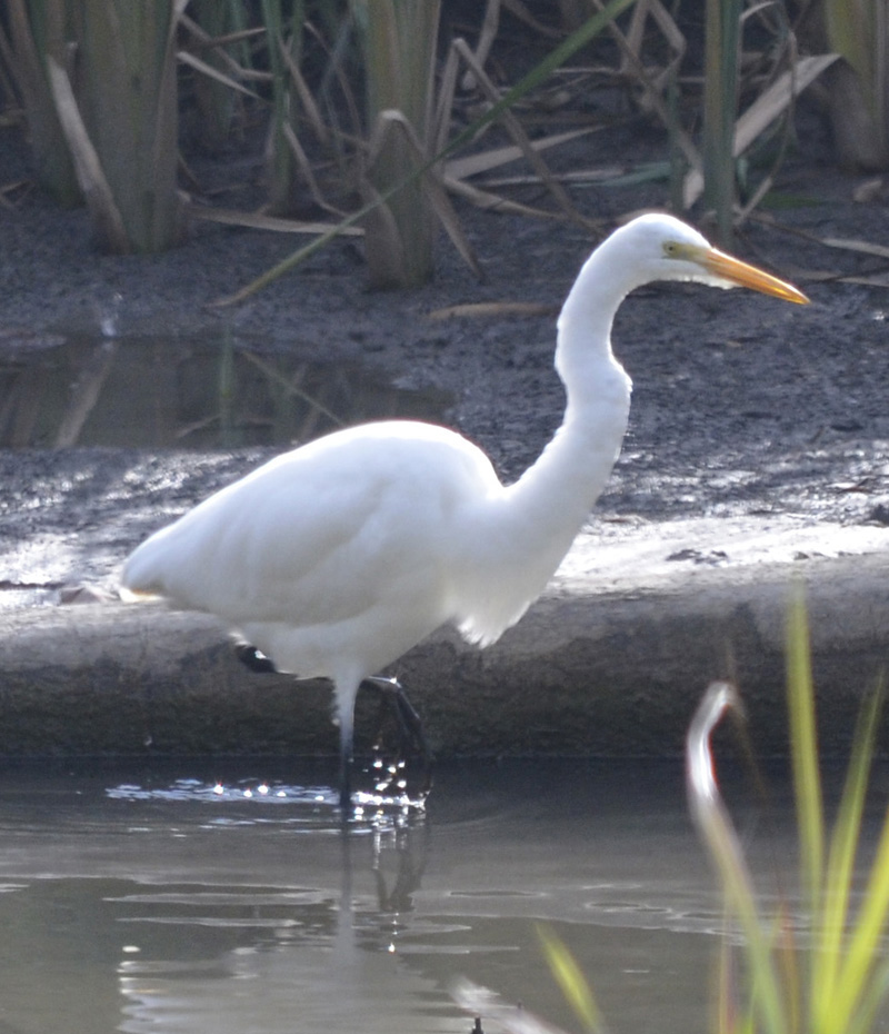 What Large White Wading Bird Is Stalking Through The Marshes Of 