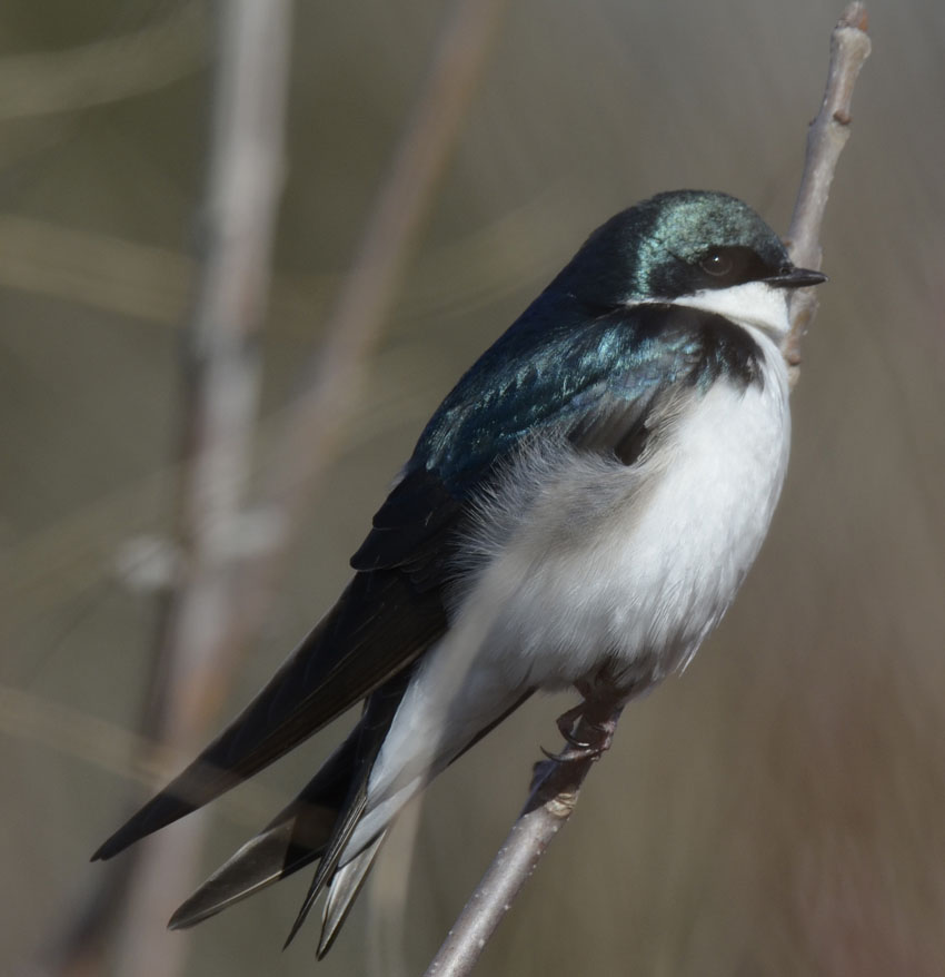 Sociable Swallows Shelter from Spring Chills in Mississauga | Natural Crooks Ramblings