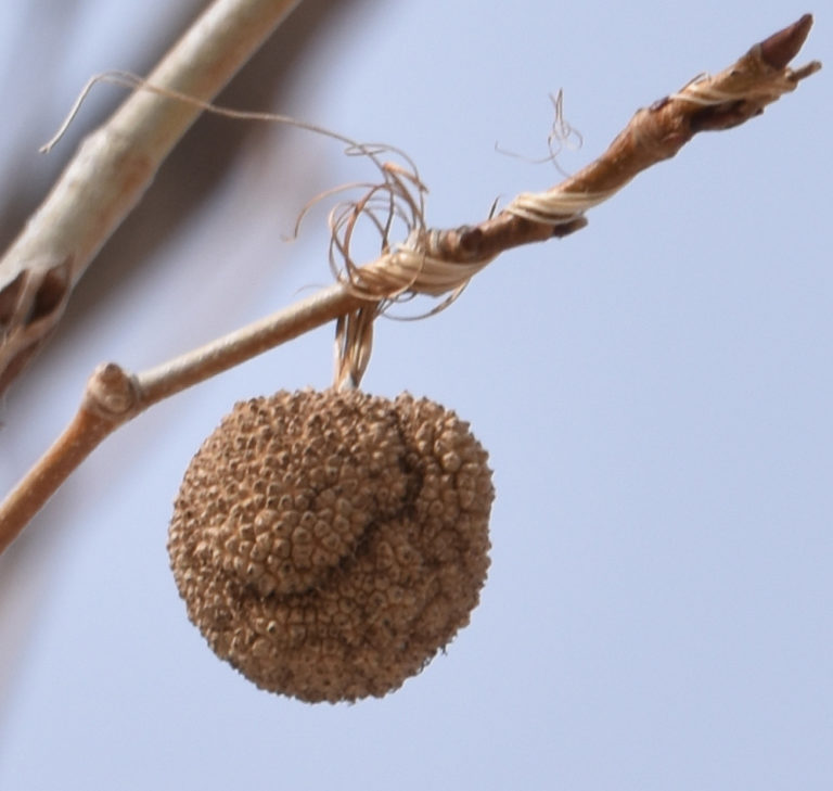 Top 105+ Images brown spiky balls that fall from trees Sharp