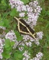 Photo of Giant Swallowtail May 2012 Near Sharbot Lake Ontario