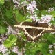 Photo of Giant Swallowtail May 2012 Near Sharbot Lake Ontario