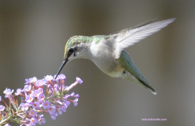 Photo of Ruby Throated Hummingbird