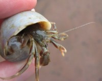 Hermit Crab in Moonsnail shell at Point Prim PEI