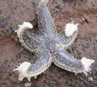 Sea Star or starfish at Point Prim PEI