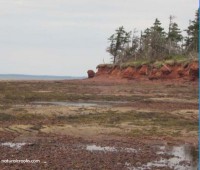 Photo of tidal pools and shoreline at Point Prim PEI