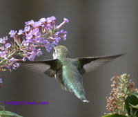 Photo of Juvenile Male Ruby Throated Hummingbird