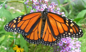 Image of Male Monarch butterfly
