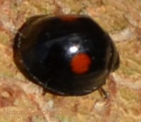 Photo of Black Ladybug 2 Red Spots From Side Edge Seems Sharp and Whiteish Head Shut On Natural Crooks Dot Com