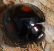 Photo of Black Ladybug 2 Red Spots From Top Head OpenOn Natural Crooks Dot Com