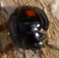 Photo of Black Ladybug 2 Red Spots From Top Side Head Open One small white dot in centre on Natural Crooks Dot Com