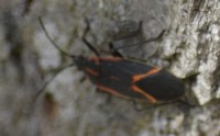 Photo of Box Elder Bug