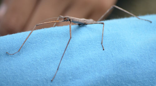 Photo of Brown Walking Stick Eyeing Me Probably a Northern Walkingstick