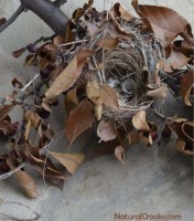 Photo of Chipping Sparrow Nest from Crabapple Tree
