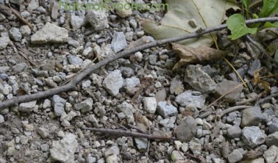 Photo of Female Northern Walkingstick On Gravel