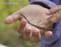 Photo of Female Northern Walkingstick On Hand