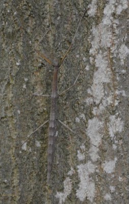 Photo of Female Northern Walkingstick On Tree
