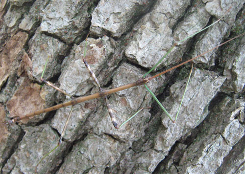 Photo of Green Legged Walking Stick Probably Northern Walkingstick