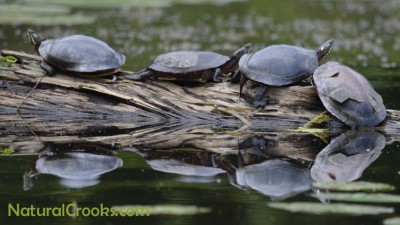 Photo of Midland Painted Turtles Sunning