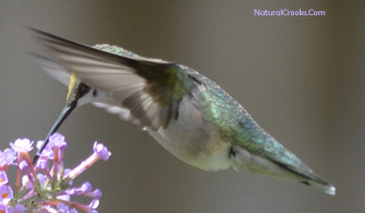 Photo of a Ruby Throated Hummingbird Wings Forward