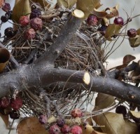 Photo of Underside of Chipping Sparrow Nest On Branch of Crabapple