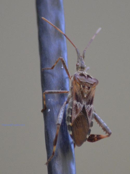 Photo of Western Conifer Seed Bug In Motion