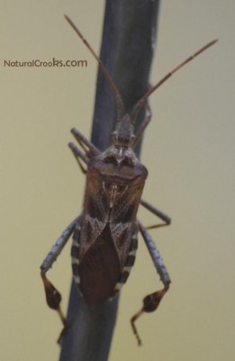 Photo of Western Conifer Seed Bug