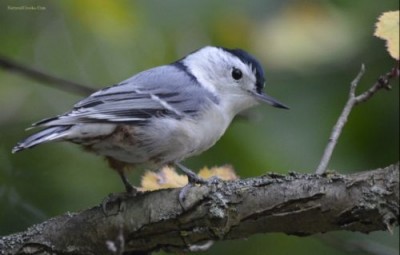 photo of White Breasted Nuthatch