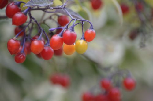 Photo of Sunlit Bittersweet Nightshade Berries