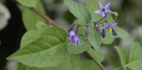 Photo of the leaves and blossoms of Bittersweet Nightshade