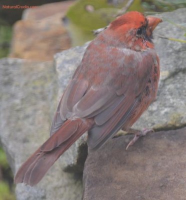 Photo of male Cardinal