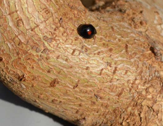 Photo of a twice stabbed lady beetle