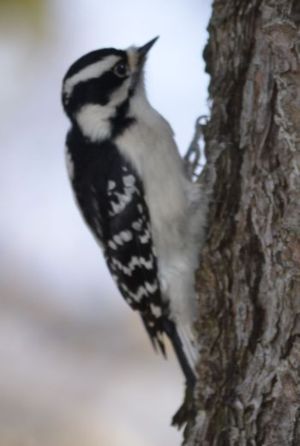 Photo of Female Downy Woodpecker in Profile