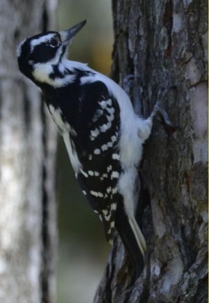 Photo of a Female Hairy Woodpecker in Profile