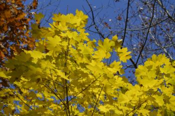 Photo of autumn yellow maple leaves Rattray Marsh Mississauga Ontario