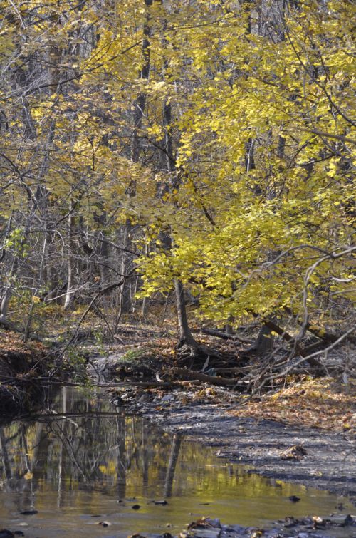 Photo of Sheridan Creek in Rattray Marsh Mississauga Ontario