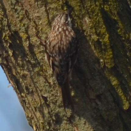 Photo of a brown creeper on a trunk at Jack Darling Park Mississauga