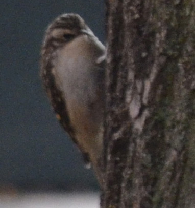Photo of a Brown Creeper feeding on a tree trunk