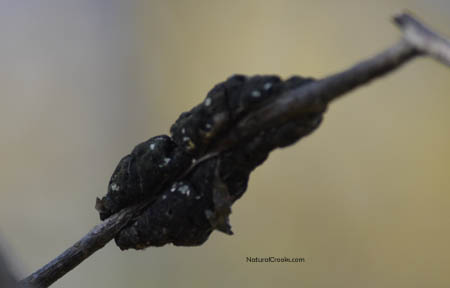 Photo of younger Black Knot fungus on wild Ontario Cherry