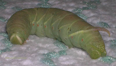 Waved Sphinx Caterpillar Near Sharbot Lake Ontario August