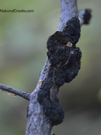 Photo of Black Knot fungus on wild Ontario Cherry