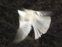 Photo of Black Capped Chickadee in Flight on Natural Crooks Dot Com