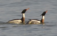 Photo of two male r b mergansers straight neck and female