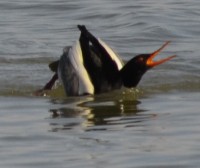 Photo of A two males displaying front view r b mergansers on NaturalCrooksDotCom
