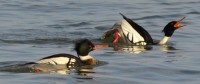 Photo of D Male R B Merganser Calling and Tipping Forward Ritual and other male on NaturalCrooksDotCom