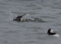 Photo of Duck Probably Bufflehead Diving Lakeside Park Mississauga Ontario January