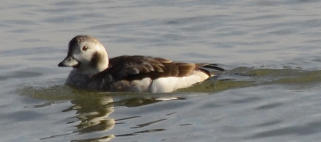 Photo of Long Tailed Duck in Lake Ontario of Arkendo Park Oakville on NaturalCrooksDotCom