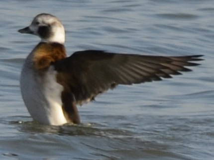 Photo of Long Tailed Duck Flapping at Arkendo Park Oakville ON on Natural Crooks dot Com